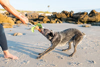 Puppy Palm Toy