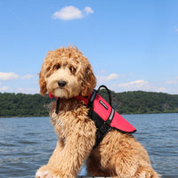 Adventure Dog Life Jacket *Multiple Sizes*